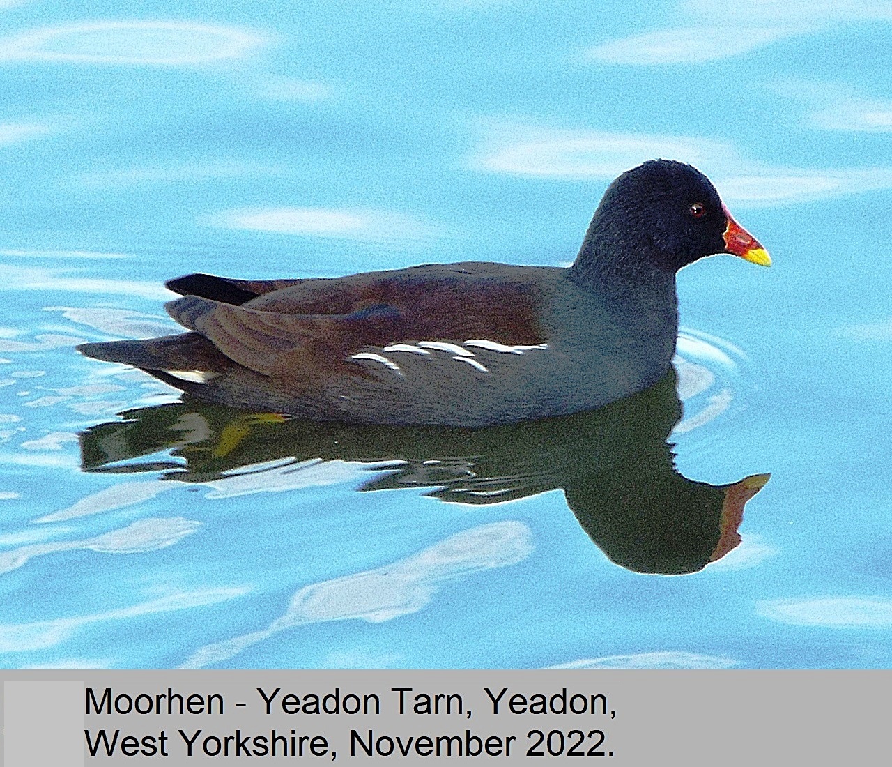 Moorhens moorhens