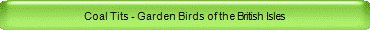 Coal Tits - Garden Birds of the British Isles